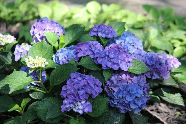 Capturez vos moments précieux avec notre livre d'or de mariage sur mesure